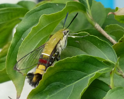 �I�I�X�J�V�o���x��ł�