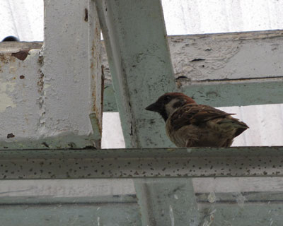 ����ȋ������Ŏq���