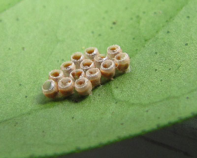 �~�J�����̗��ۂ�����