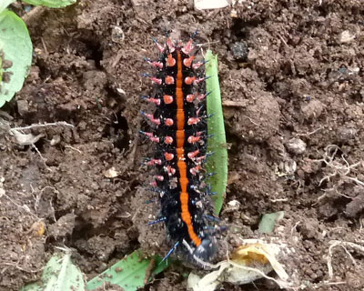 ����Ă�c�}�O���q���E����