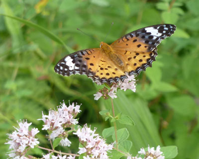 ���΂��Ŗ����z��