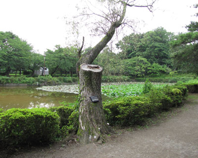 �䕗�ł����̃��i�M���܂ꂽ�̂�