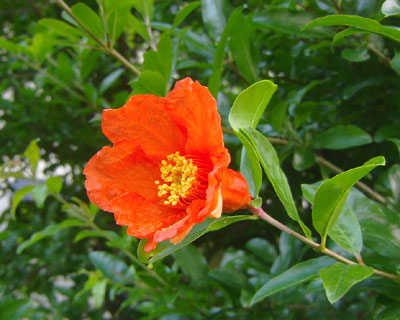 �͂�ɂ��̖؂̓U�N��������