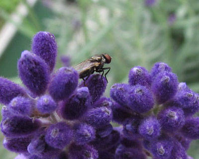 �n�G�������z���H