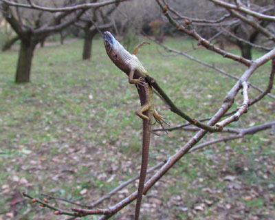 �C�̓łȃJ�i�w�r