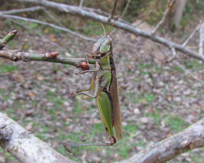 �������̓C�i�S�H