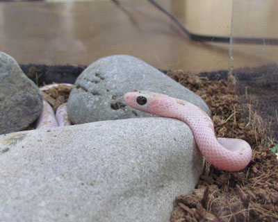 �����Ă��V�}�w�r�Ȃ񂾂���