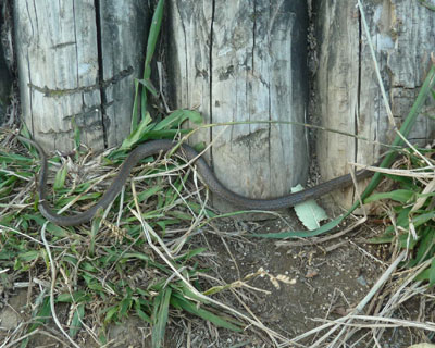 �����̗V��Ƀw�r