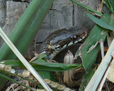 �����Ă�炵��