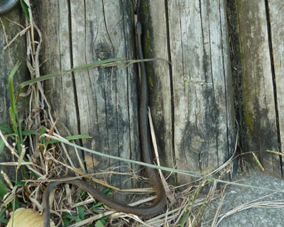 �[�Ԃ̂���H