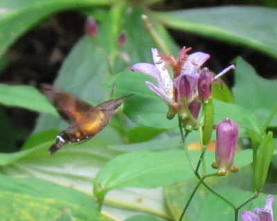 �܂Ƃ��ɎB�ꂽ���߂����Ȃ�