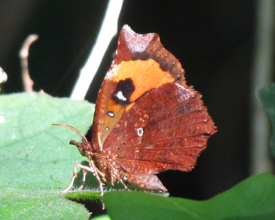 �C�J�������K