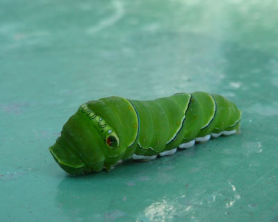 �����C�������