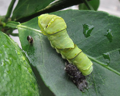 �E�����΂���̃C�������