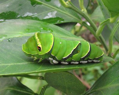 �t���ς̏�ŏk��ł��܂����C�������