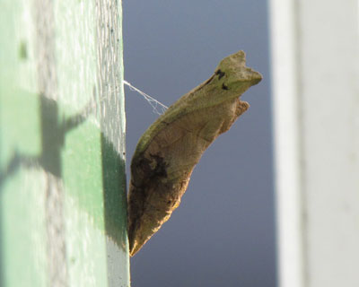 ��l�łЂ������炵�Ă�