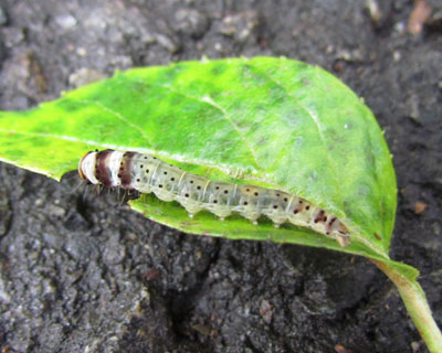 ���΂񂾗t���ς��������ƐH��