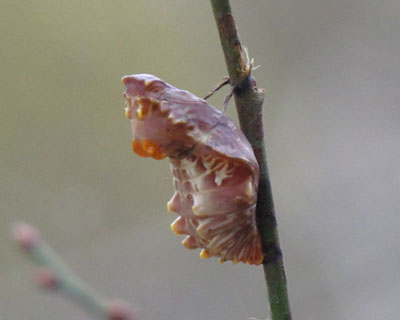 �W���R�E�A�Q�n�̃C�{�