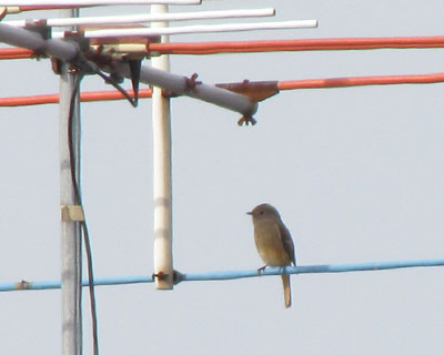 �Ȃ�����ȂƂ���œ��A�ɂȂ��̂�