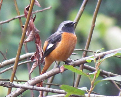 �����E�t�b�Ƃ�����