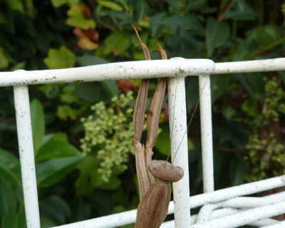 �ςȎ���̃J�}�L��