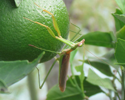 �~�J���ɂ����J�}�L��