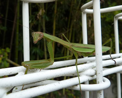 ���S�n�悳����