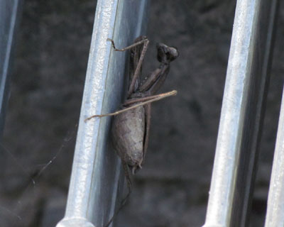 ���̑����J�}����