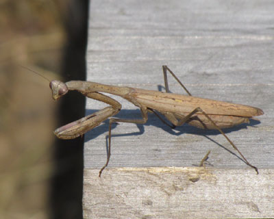 �J�}����̎�͍s�V������