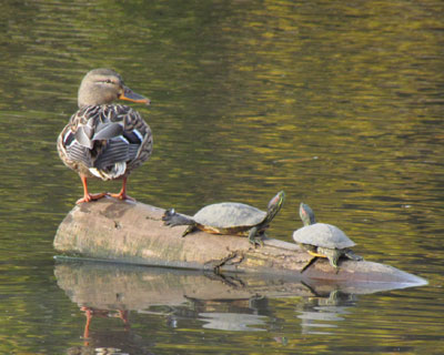 �ӊO�ɒ��ǂ��H