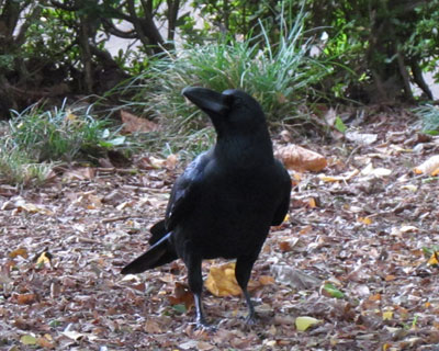 ������Ɗ��ł�u�g�����