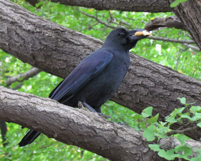 �p�������Ă�