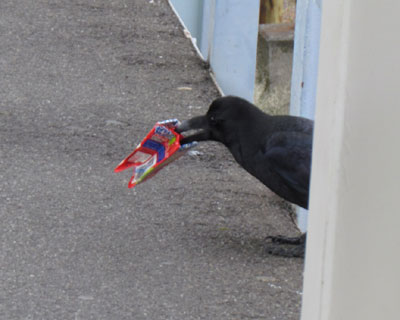 �w�ɂ���݃J���X