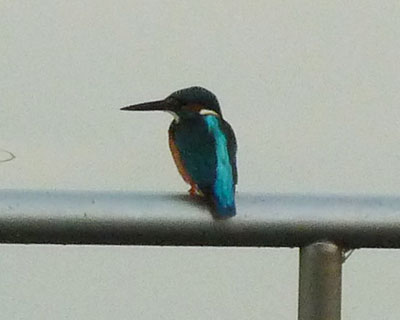 �V���r�ݏZ�̃J���Z�~