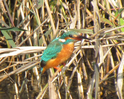 ����߂����炵��