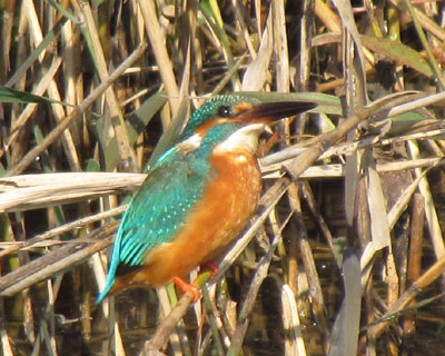 �H��Ƀ^�J�𔭌�