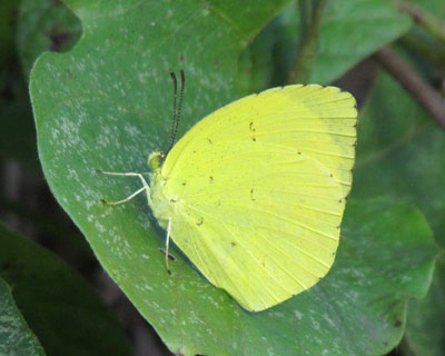 �F�����킢���L�`���E