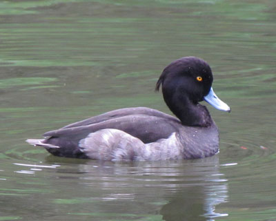 �L���N���n�W���͂���������