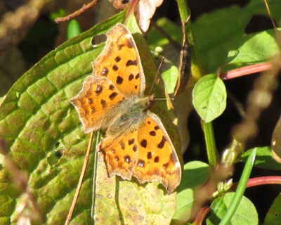 �L�^�e�n�͓~�����