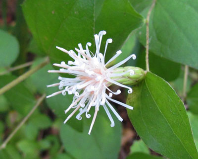 ������R�E���{�E�L