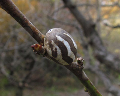 �C���K�̖�