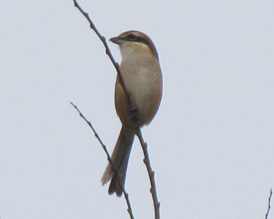 �ڂ̉��̉��������̂��Ӓn�������Ɍ�����