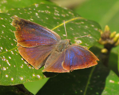 �������ς��ƐF���ς��