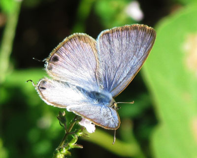 �q���������킢���E���i�~�V�W�~