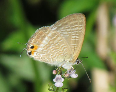 �����Ȃ݂Ȃ�