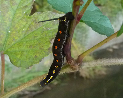 �Z�X�W�X�Y���͖{���͂��ꂢ