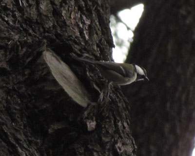 �S�W���E�J���Ԃ��Ă݂�