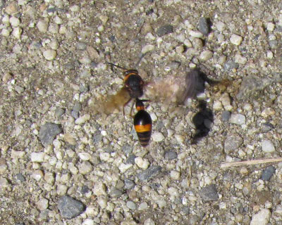 �X�Y�o�`�Ƃ����炵��