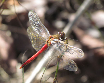 �ڂ��Ԃ��Ȃ��A�J�g���{