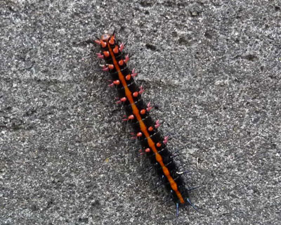 �����̓c�}�O����